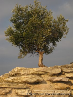 olive tree in Sirmione 2009